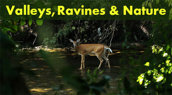 Thumbnail for Valleys Ravines and Nature stock footage collection showing female deer in the Don River during summer in Toronto